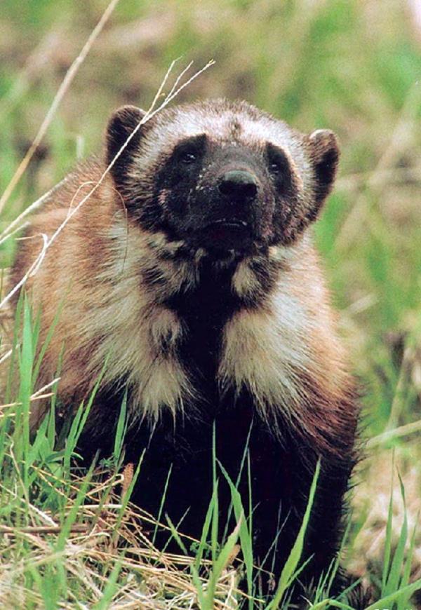 Wolverine Protections