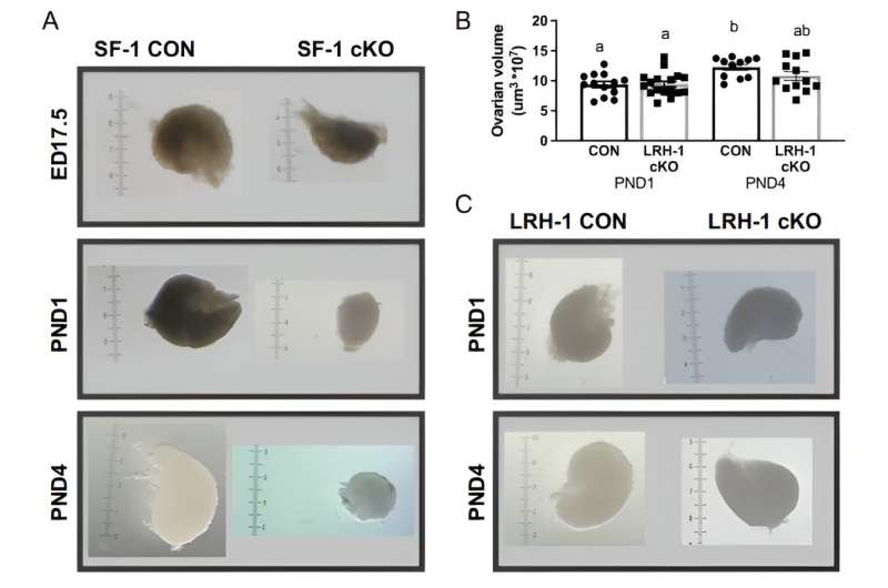 Veterinary scientists find decrease in protein may contribute to infertility in women